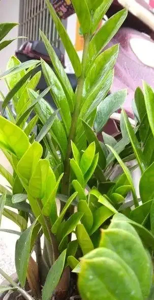 10種花夜間「製氧」,再窮也要養,助睡眠還溫馨,睡到天亮