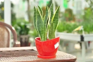 10種花夜間「製氧」，再窮也要養，助睡眠還溫馨，睡到天亮