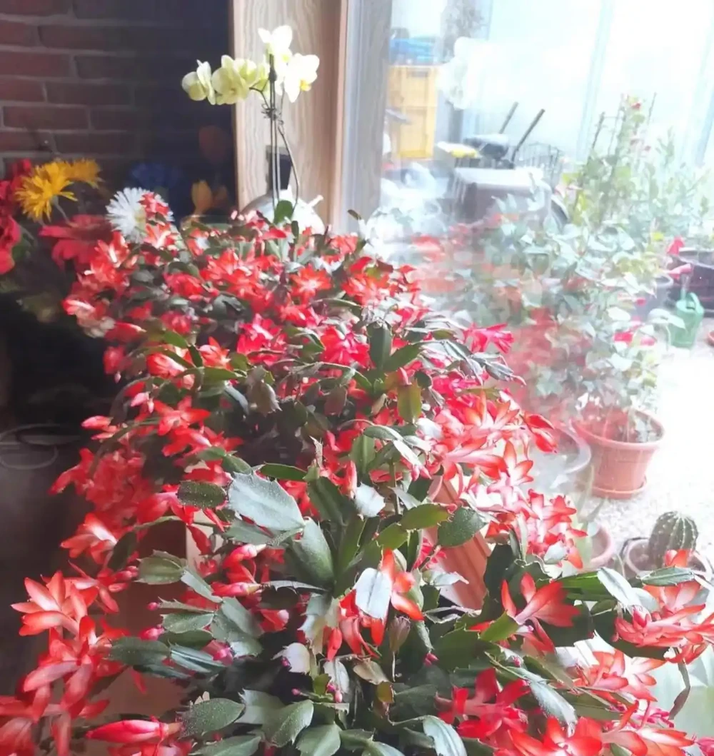 9月份,10種花扔土裡就活,一根枝條就能長滿盆,根本不用買
