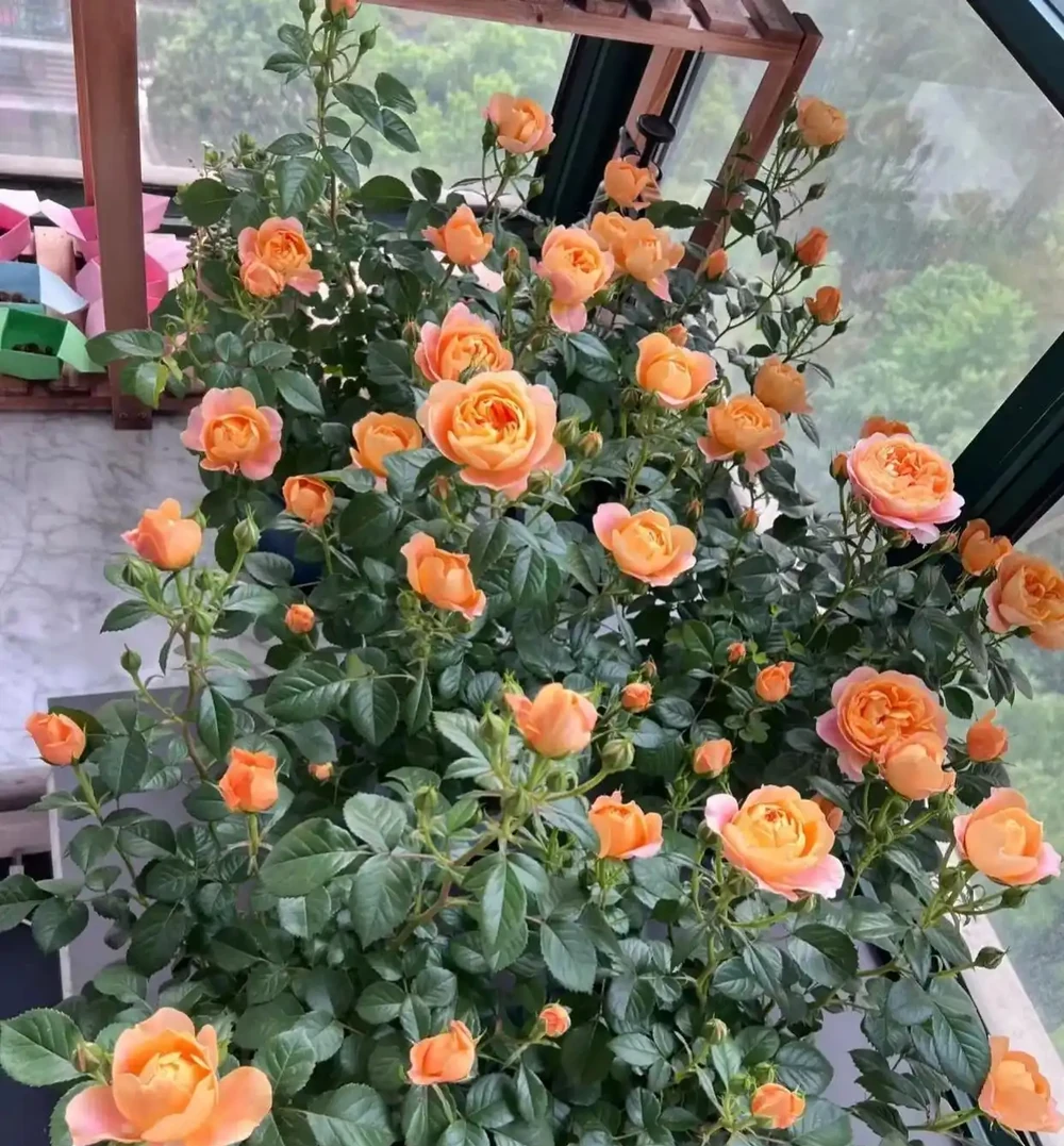 9月份,10種花扔土裡就活,一根枝條就能長滿盆,根本不用買
