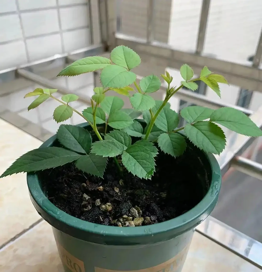 9月份,10種花扔土裡就活,一根枝條就能長滿盆,根本不用買