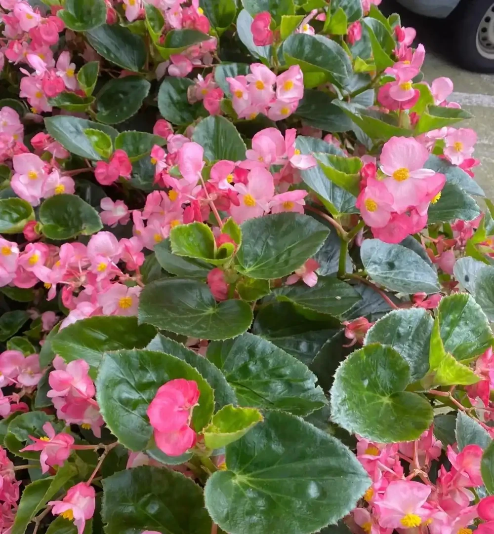 9月份,10種花扔土裡就活,一根枝條就能長滿盆,根本不用買