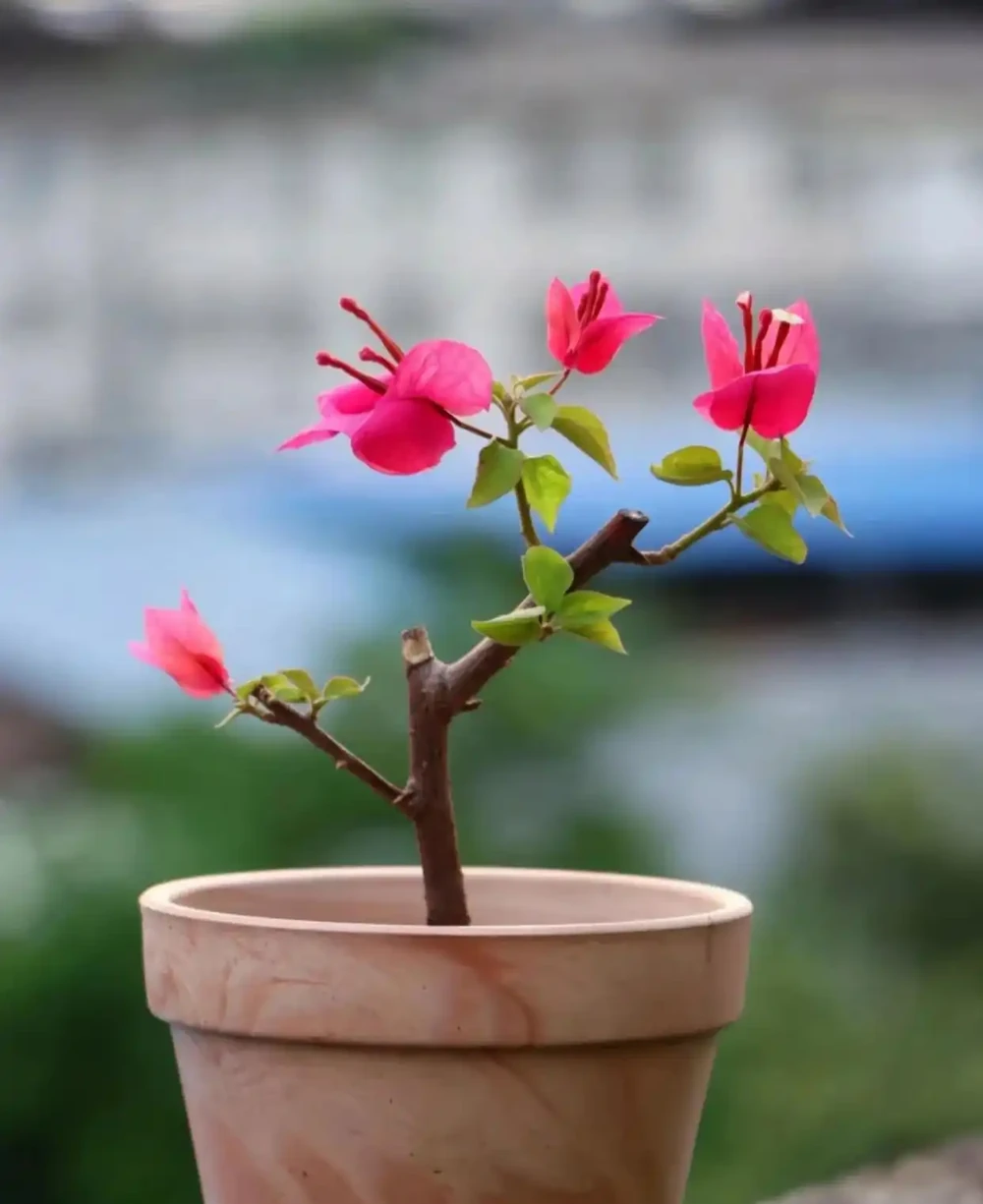 9月份,10種花扔土裡就活,一根枝條就能長滿盆,根本不用買