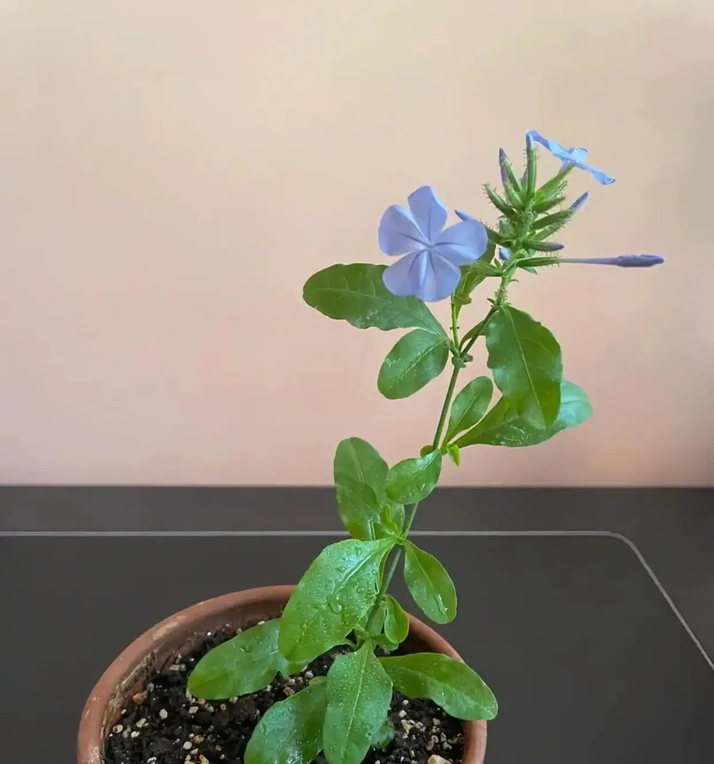 9月份,10種花扔土裡就活,一根枝條就能長滿盆,根本不用買