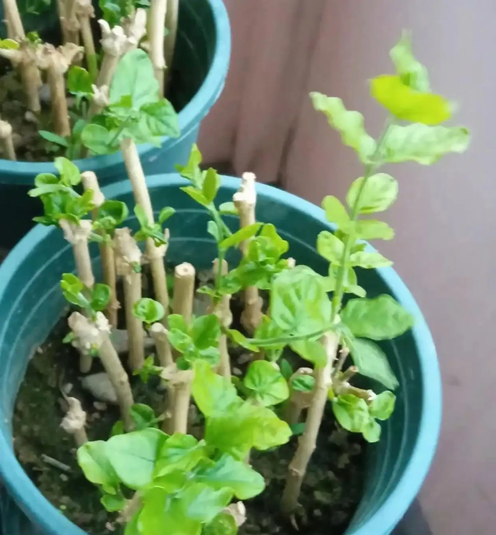 9月份,10種花扔土裡就活,一根枝條就能長滿盆,根本不用買