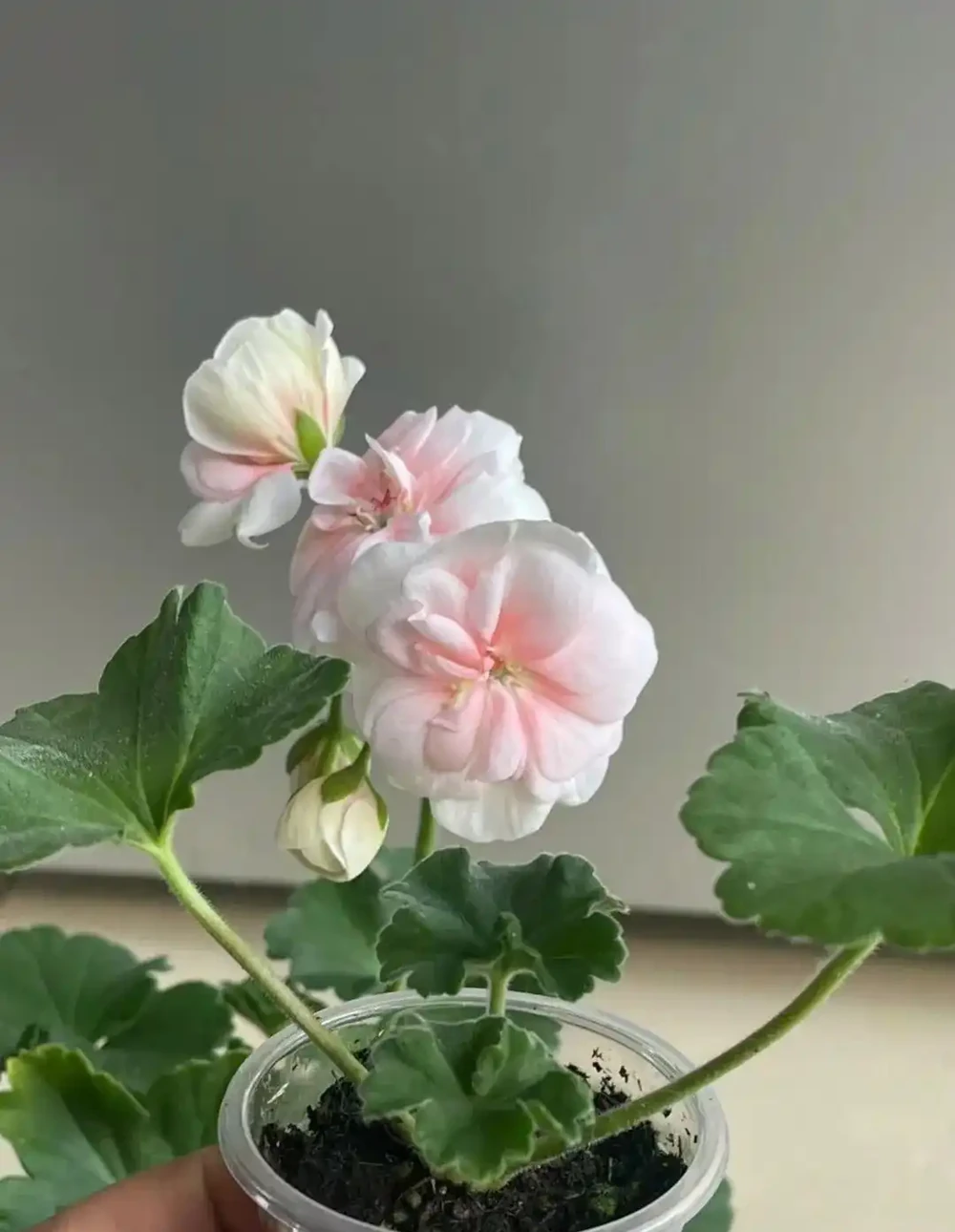 9月份,10種花扔土裡就活,一根枝條就能長滿盆,根本不用買