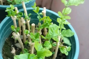 9月份，10種花扔土裡就活，一根枝條就能長滿盆，根本不用買