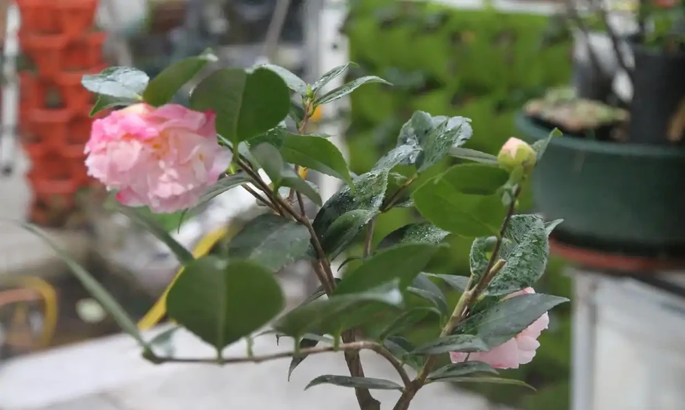 盆栽茶花的養殖方法與禁忌