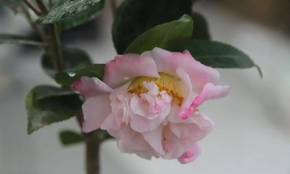 盆栽茶花的養殖方法與禁忌