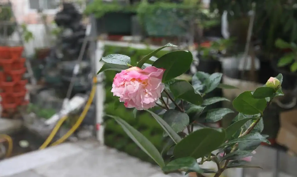 盆栽茶花的養殖方法與禁忌