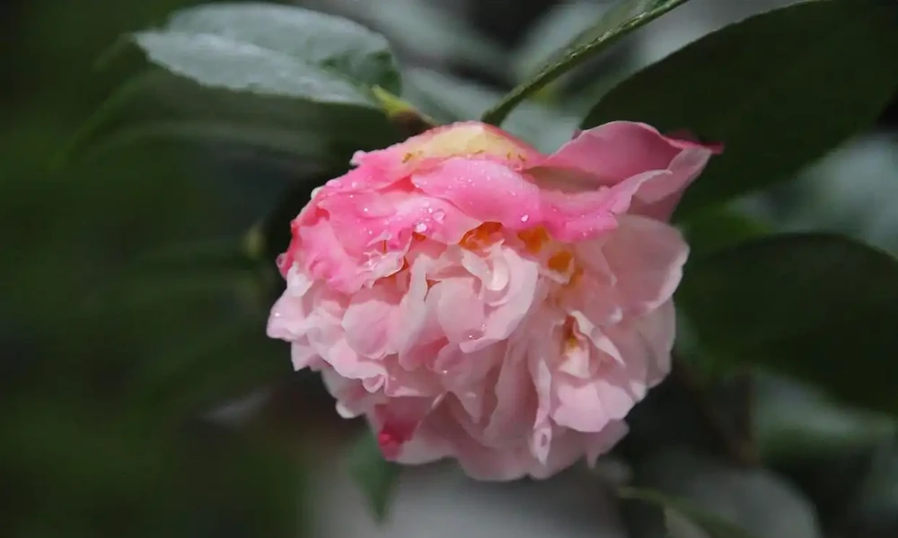 盆栽茶花的養殖方法與禁忌