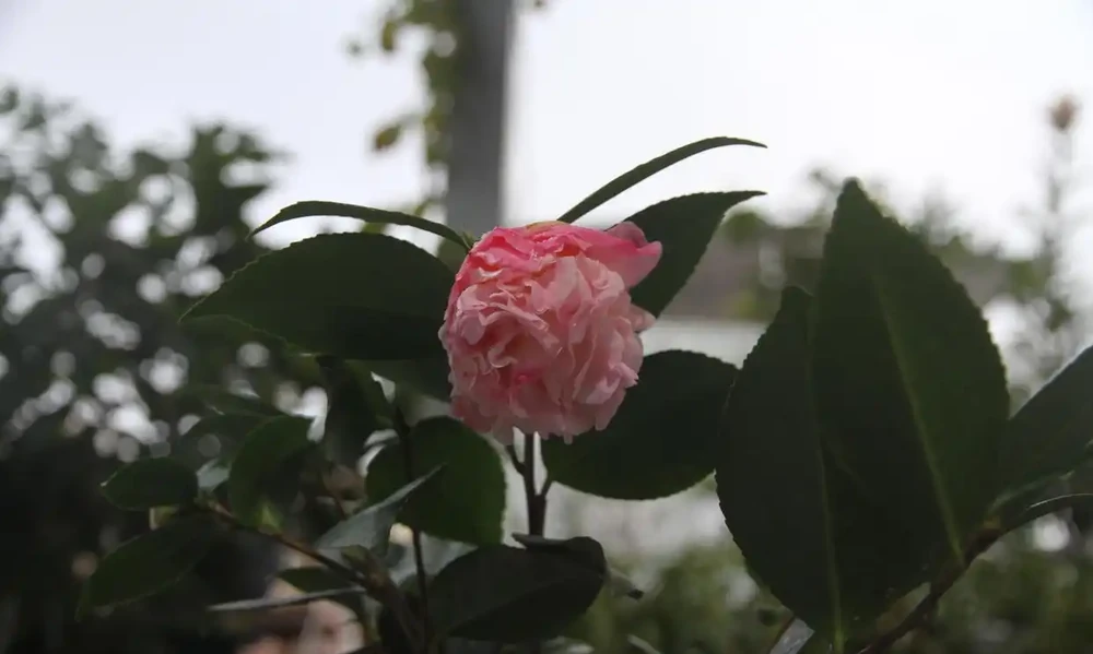 盆栽茶花的養殖方法與禁忌
