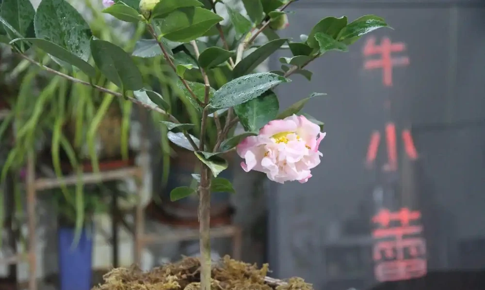 盆栽茶花的養殖方法與禁忌