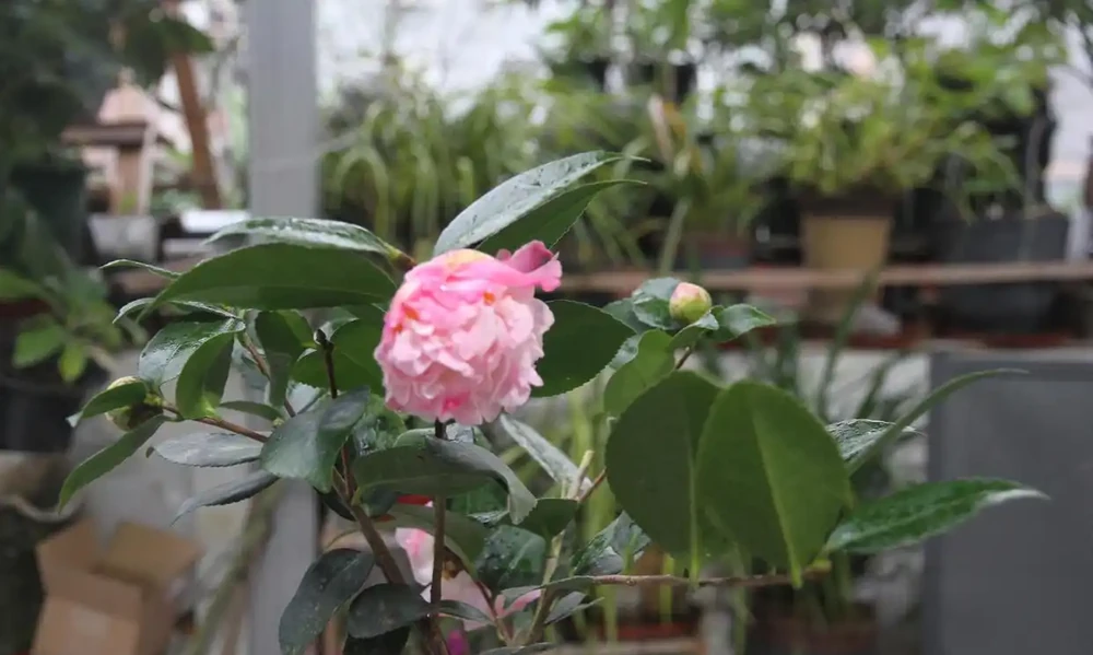 盆栽茶花的養殖方法與禁忌