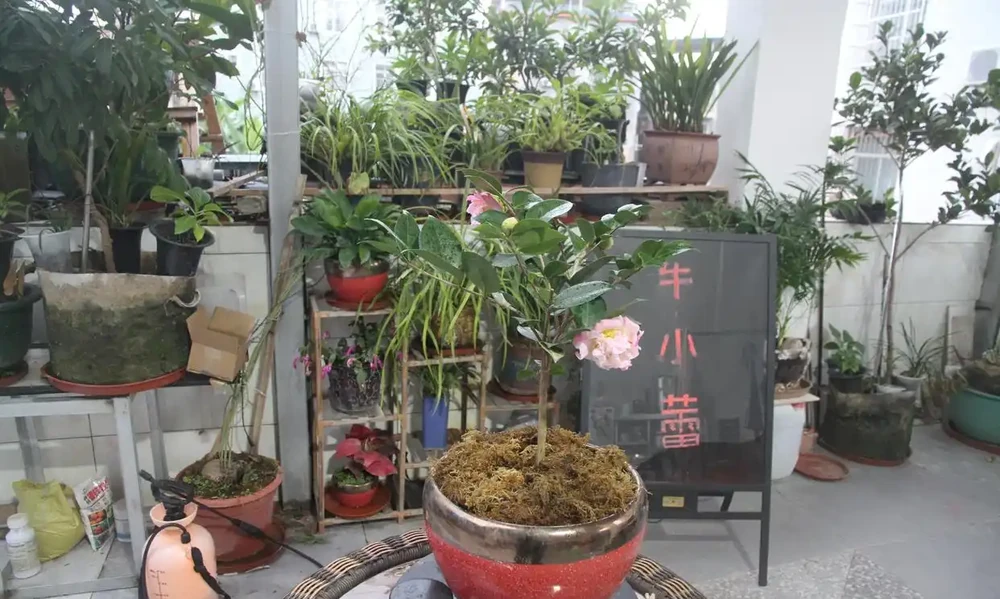 盆栽茶花的養殖方法與禁忌
