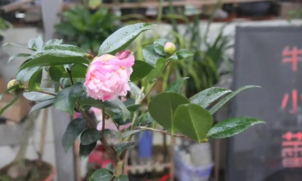盆栽茶花的養殖方法與禁忌