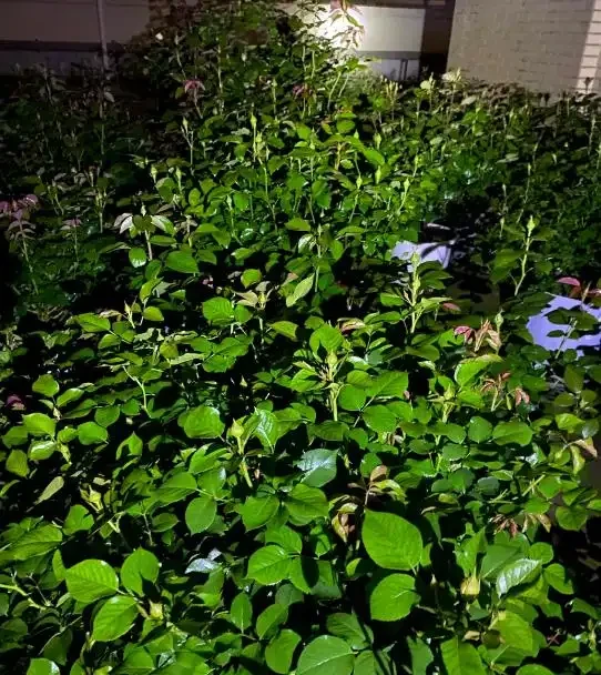 花用什麼肥料好,施肥的頻率怎麼做