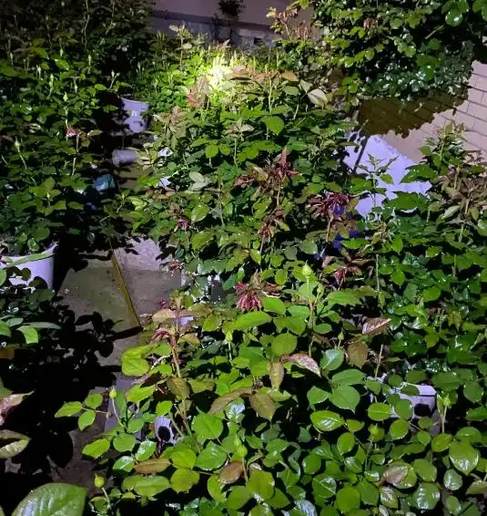 花用什麼肥料好，施肥的頻率怎麼做