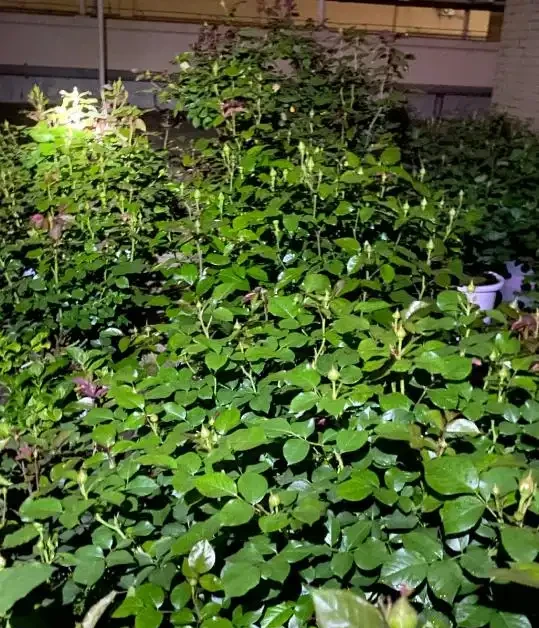 花用什麼肥料好,施肥的頻率怎麼做