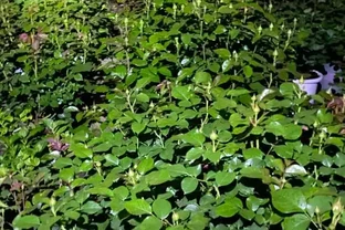 花用什麼肥料好，施肥的頻率怎麼做