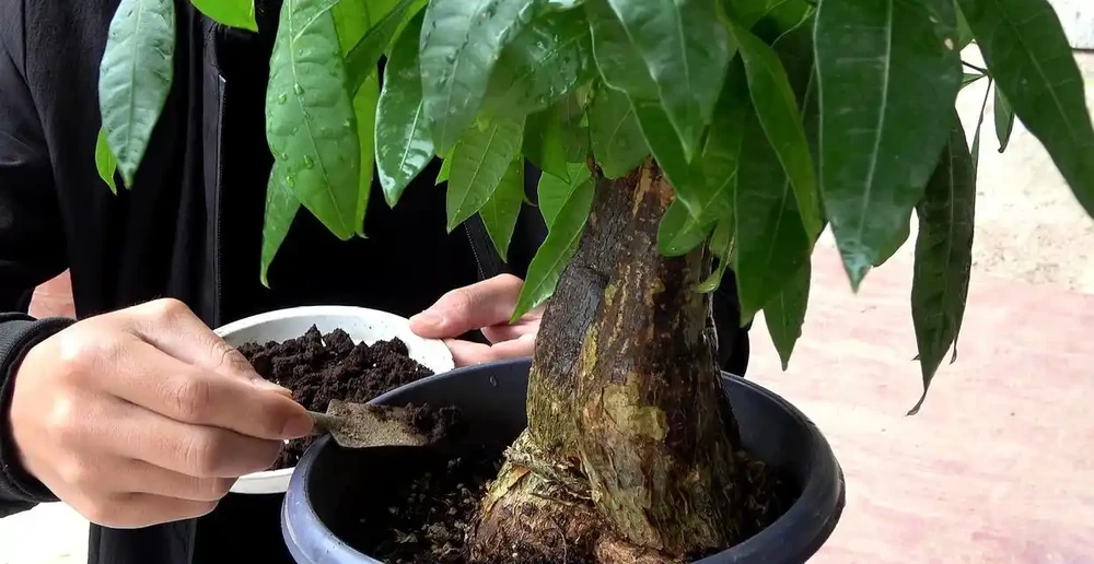 發財樹掉葉子怎麼處理怎麼補救