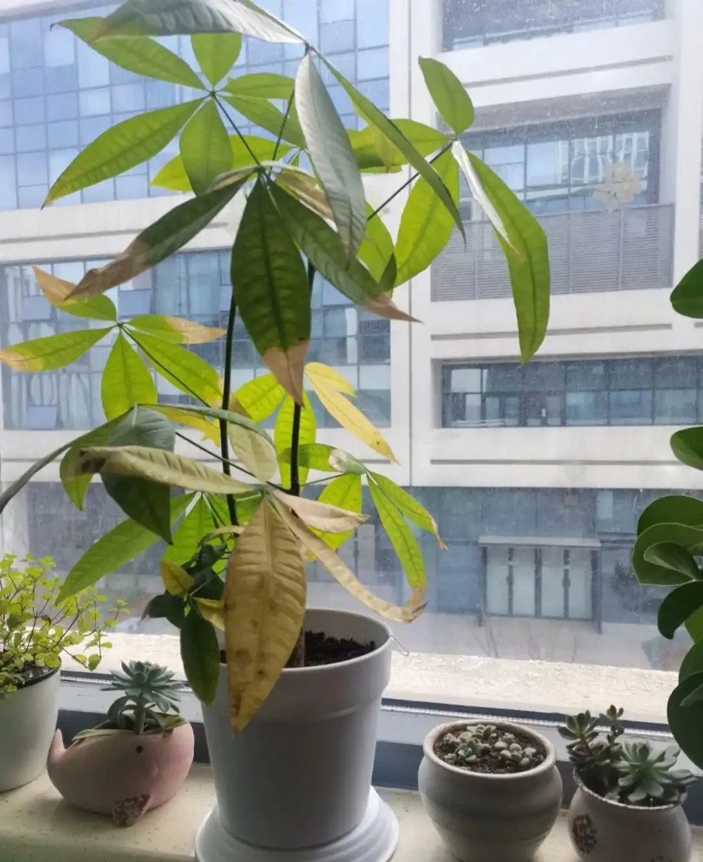 發財樹掉葉子怎麼處理怎麼補救