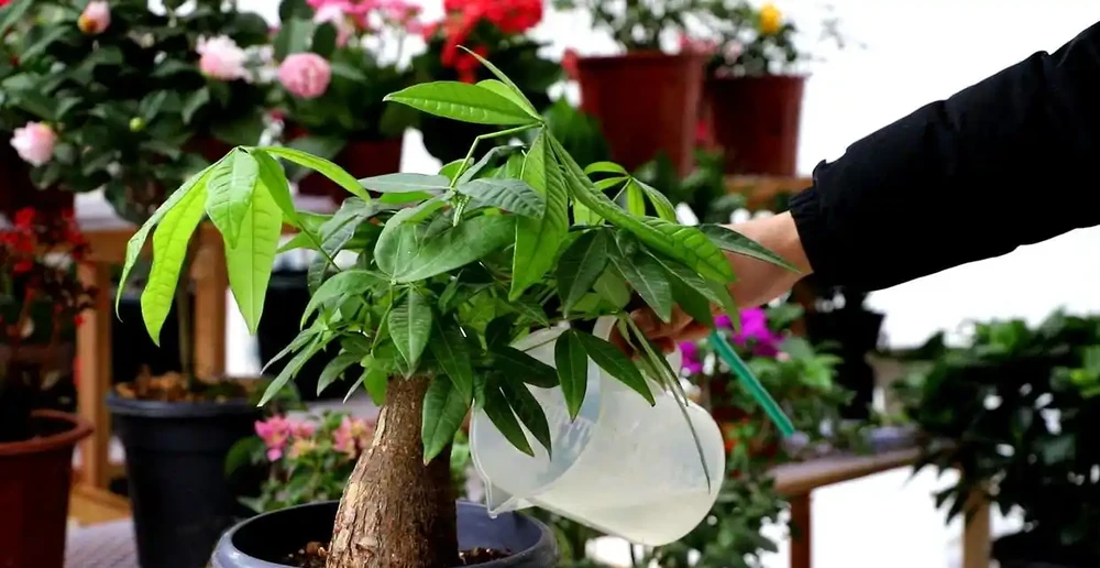 發財樹掉葉子怎麼處理怎麼補救
