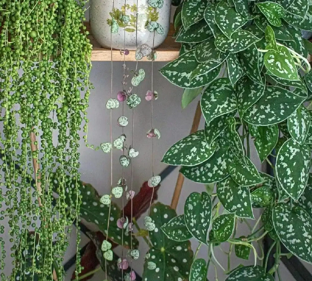 10種「陰生花」,最適合客廳養,養一盆高階感拉滿,別錯過