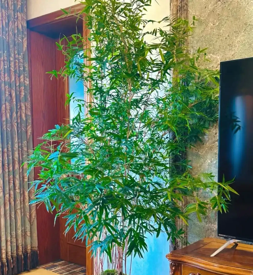 10種「陰生花」,最適合客廳養,養一盆高階感拉滿,別錯過