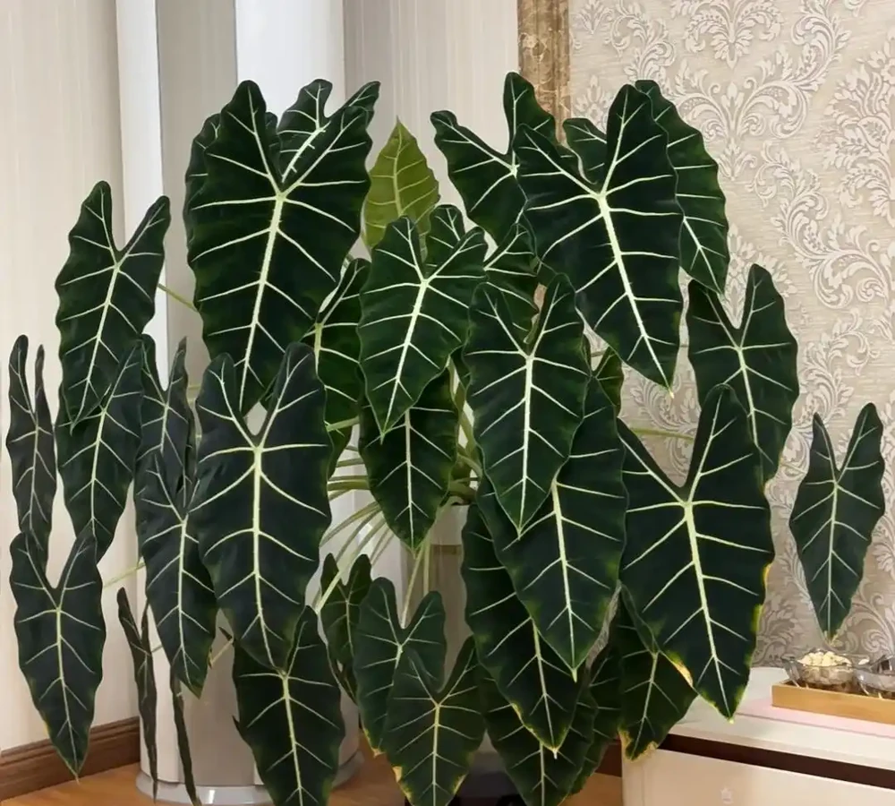 10種「陰生花」,最適合客廳養,養一盆高階感拉滿,別錯過