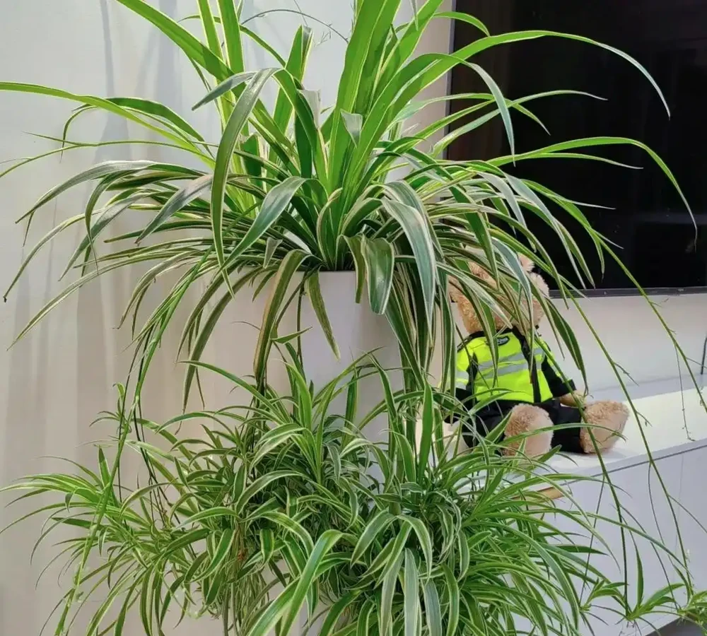 10種「陰生花」,最適合客廳養,養一盆高階感拉滿,別錯過