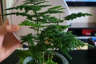 10種「陰生花」，最適合客廳養，養一盆高階感拉滿，別錯過