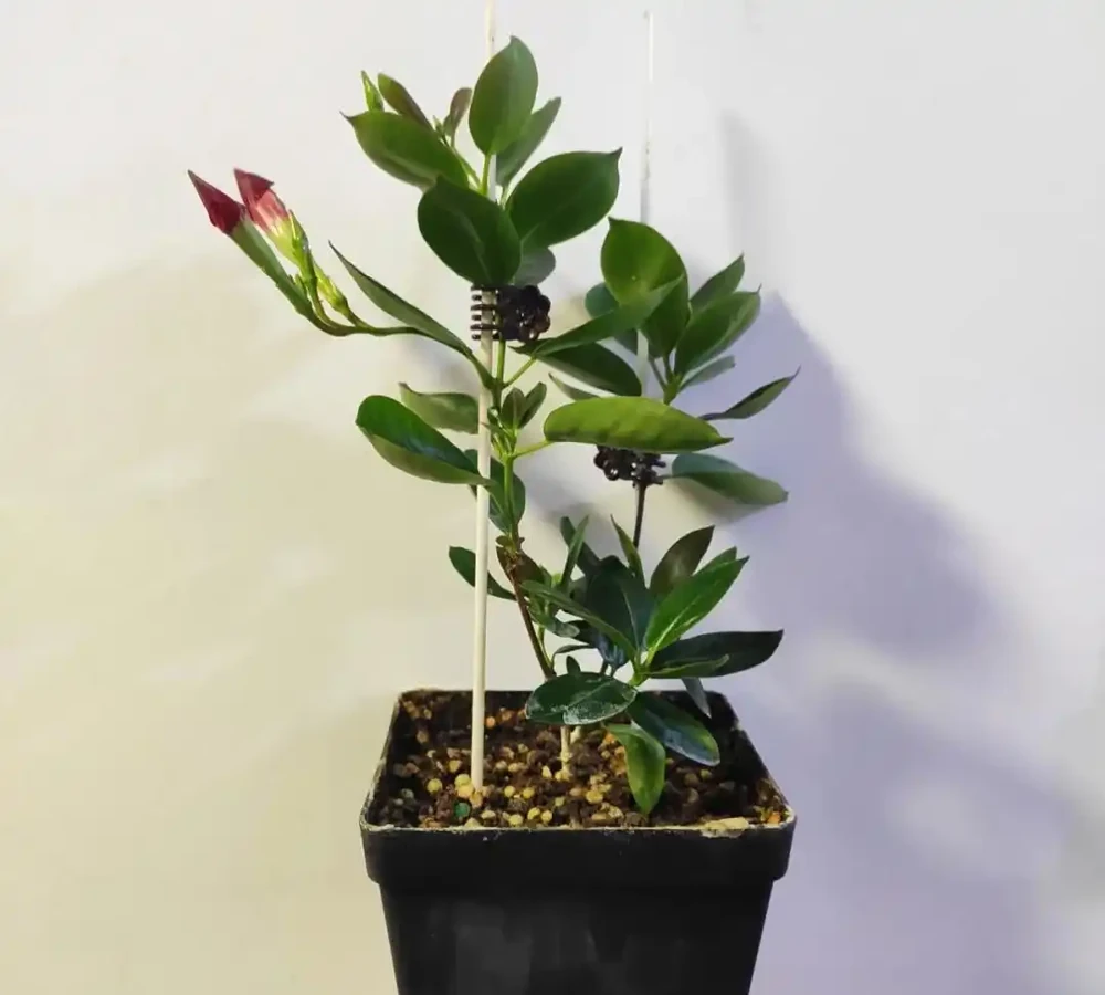 9月可以插枝的漂亮花,分享6種,喜歡就動手吧!長根快,易成活
