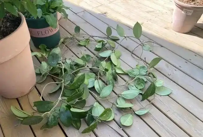 9月可以插枝的漂亮花,分享6種,喜歡就動手吧!長根快,易成活