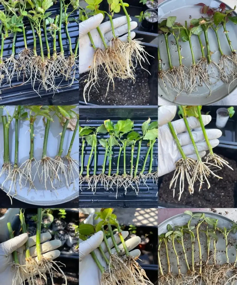 9月可以插枝的漂亮花,分享6種,喜歡就動手吧!長根快,易成活