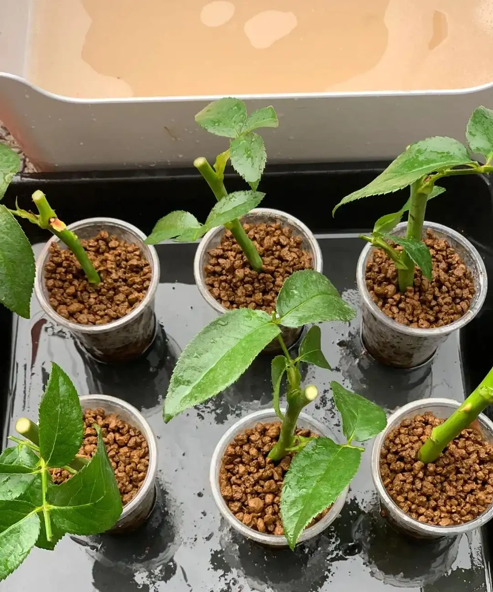9月可以插枝的漂亮花,分享6種,喜歡就動手吧!長根快,易成活