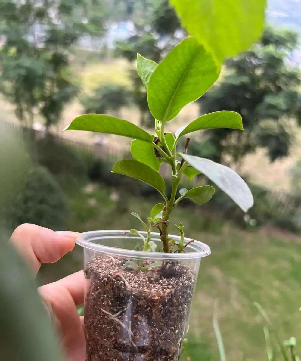 9月可以插枝的漂亮花,分享6種,喜歡就動手吧!長根快,易成活