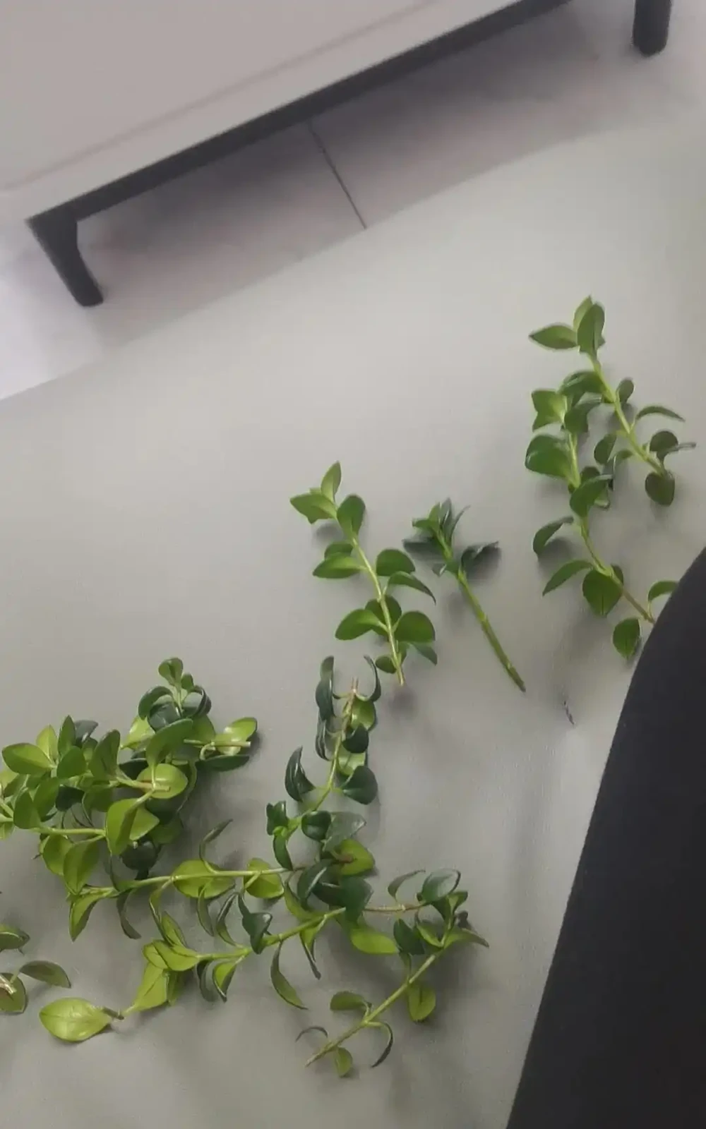 9月可以插枝的漂亮花,分享6種,喜歡就動手吧!長根快,易成活