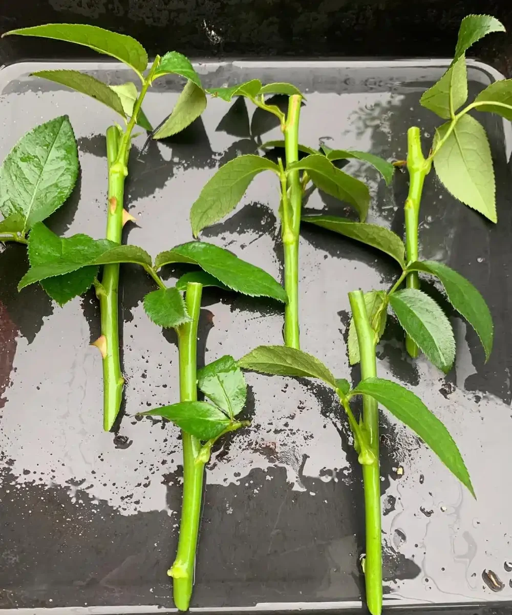 9月可以插枝的漂亮花,分享6種,喜歡就動手吧!長根快,易成活
