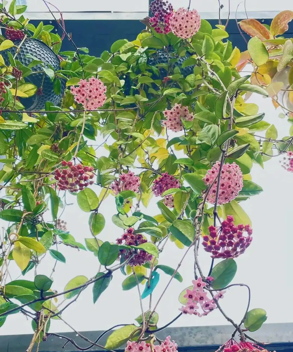 9月可以插枝的漂亮花,分享6種,喜歡就動手吧!長根快,易成活