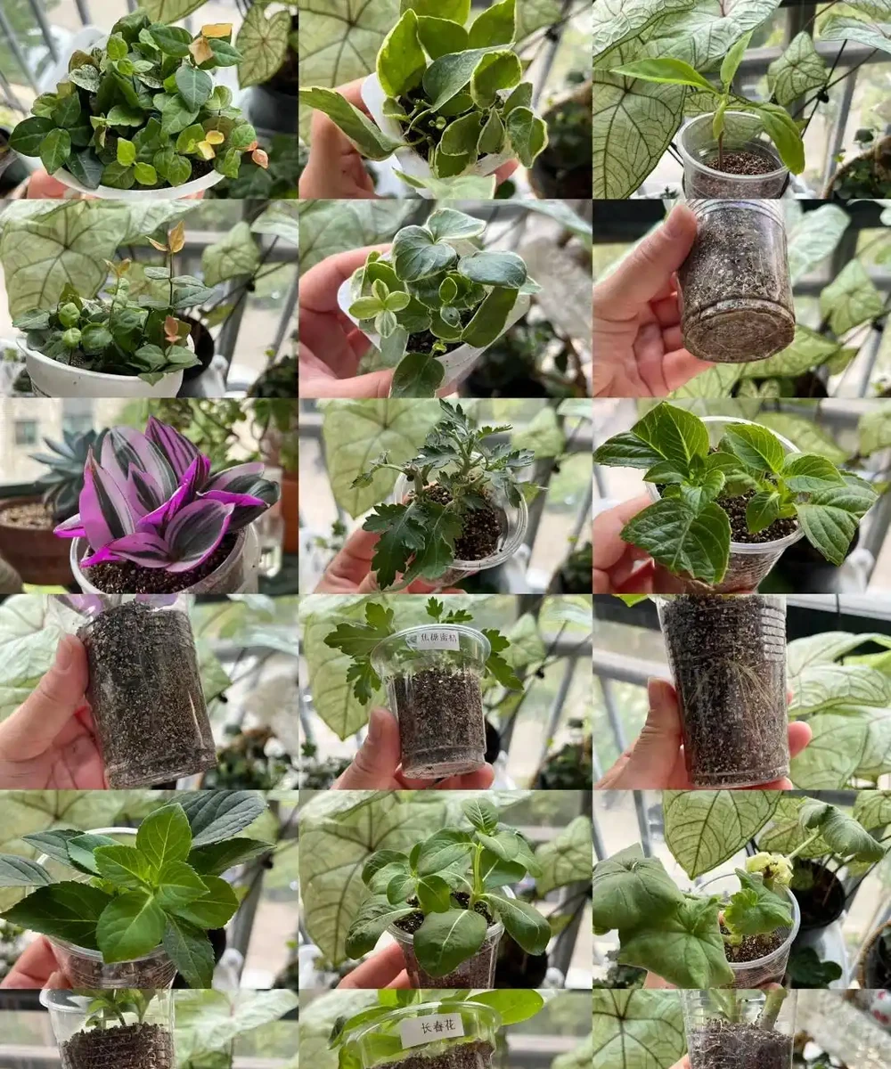 9月可以插枝的漂亮花,分享6種,喜歡就動手吧!長根快,易成活