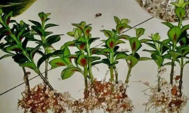 9月可以插枝的漂亮花,分享6種,喜歡就動手吧!長根快,易成活