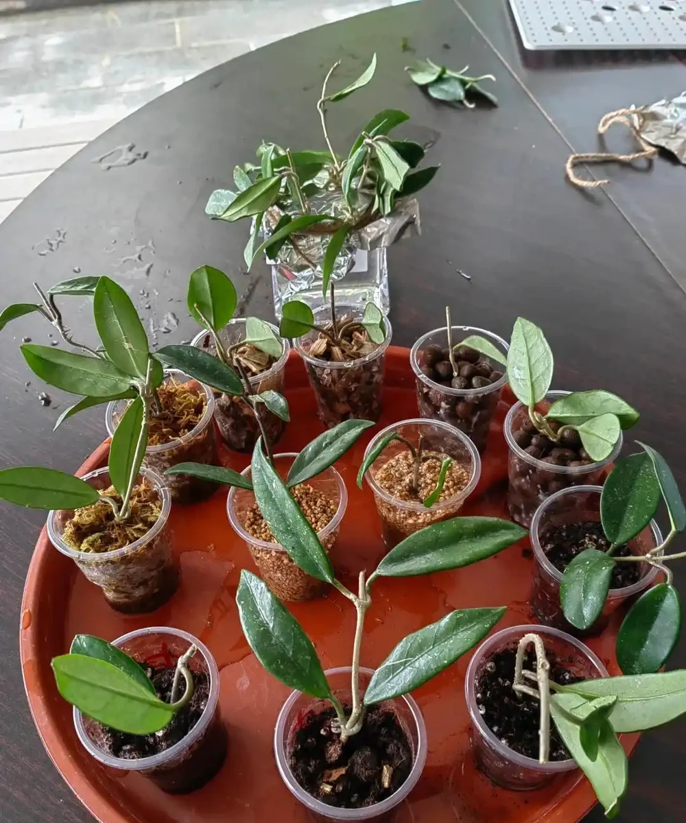 9月可以插枝的漂亮花,分享6種,喜歡就動手吧!長根快,易成活