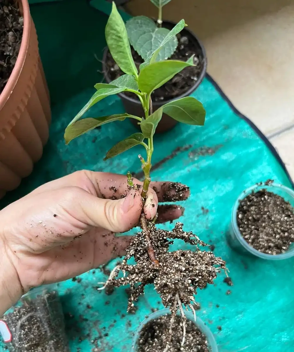 9月可以插枝的漂亮花,分享6種,喜歡就動手吧!長根快,易成活