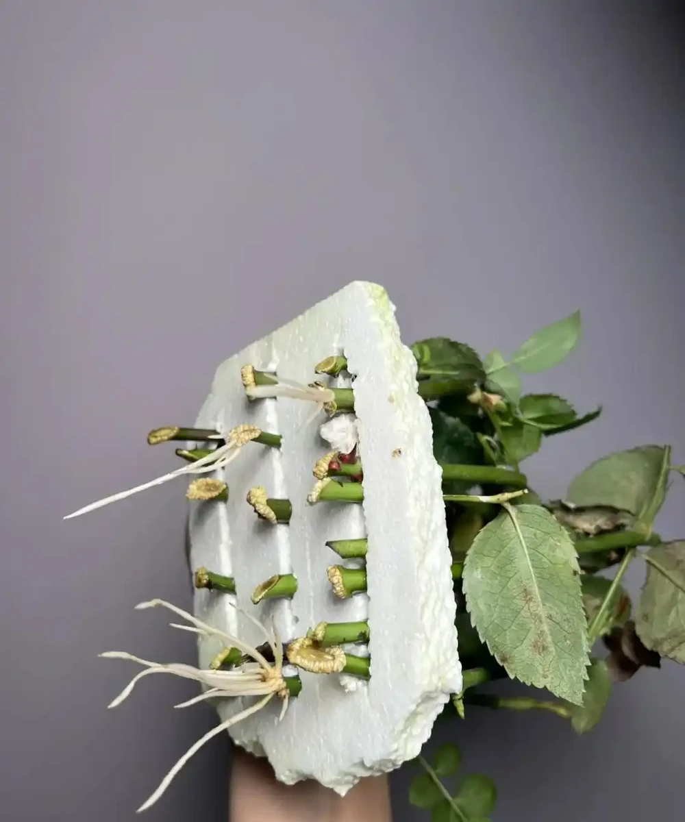 9月可以插枝的漂亮花,分享6種,喜歡就動手吧!長根快,易成活