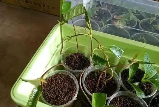 9月可以插枝的漂亮花,分享6種,喜歡就動手吧!長根快,易成活