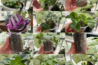 9月可以插枝的漂亮花，分享6種，喜歡就動手吧！長根快，易成活