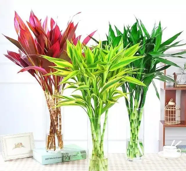 鮮花儲存的6個最好方法，0成本鮮花養護攻略，讓鮮花儲存更長久