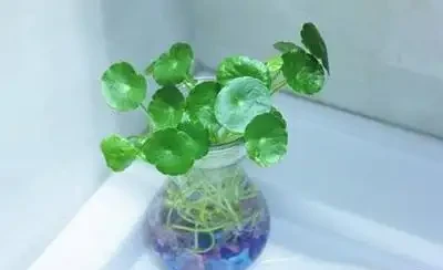 鮮花儲存的6個最好方法，0成本鮮花養護攻略，讓鮮花儲存更長久