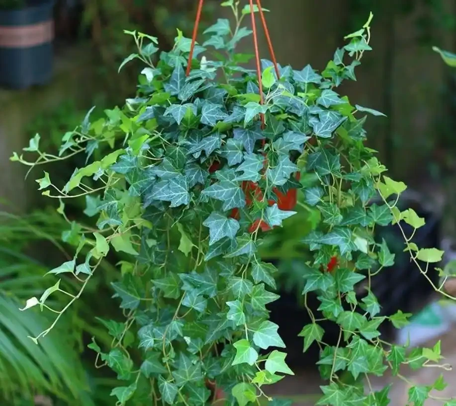室內什麼綠植最好養?10 種超級好養的室內綠植,你養過幾種?